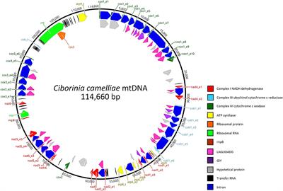 The First Mitochondrial Genome of Ciborinia camelliae and Its Position in the Sclerotiniaceae Family